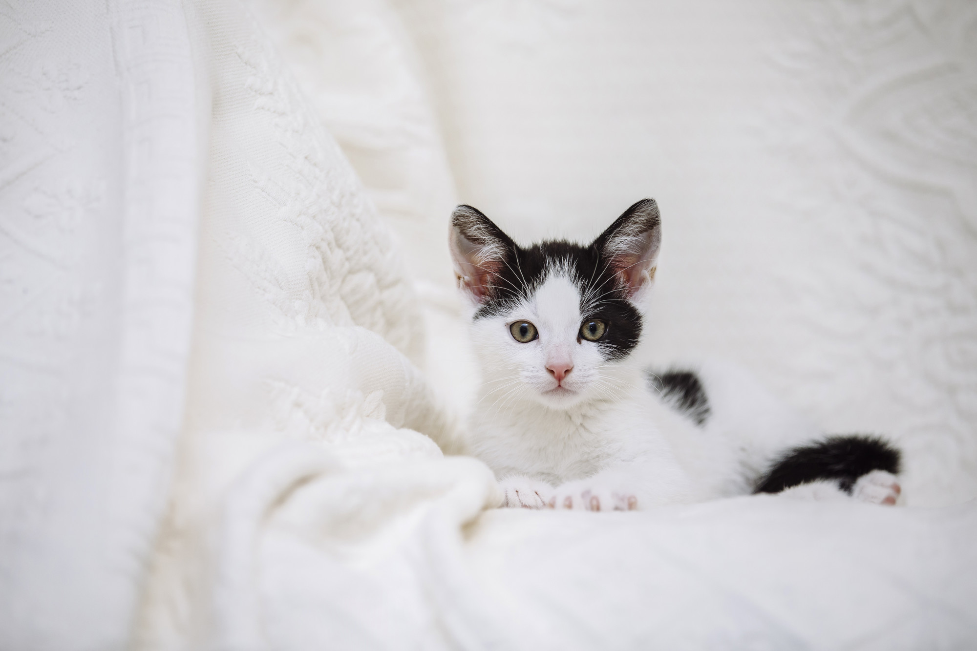 Black and white kitten on white blanket on a sofa