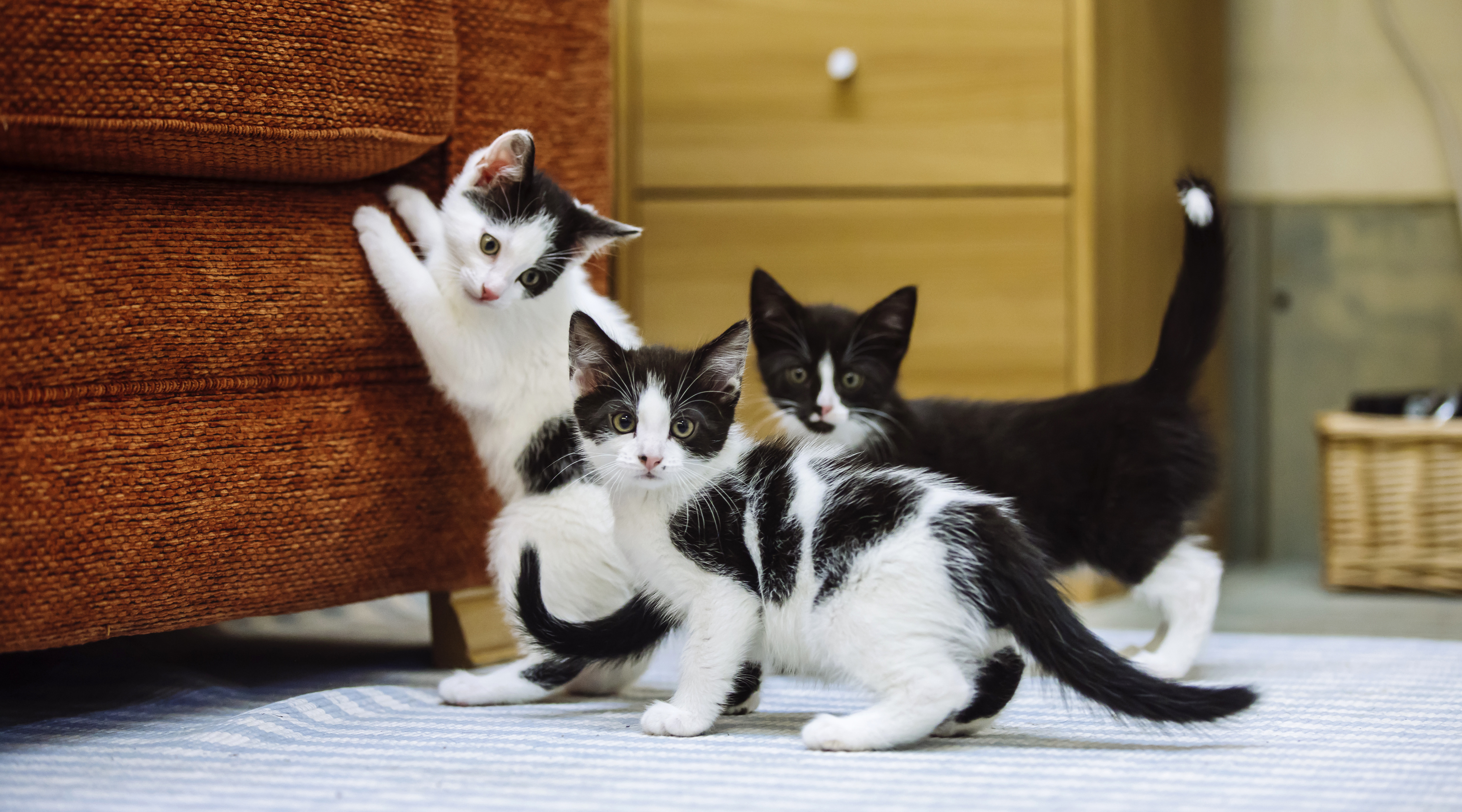 Three black and white kittens play. One has their paws up on a sofa and the others look towards the camera.