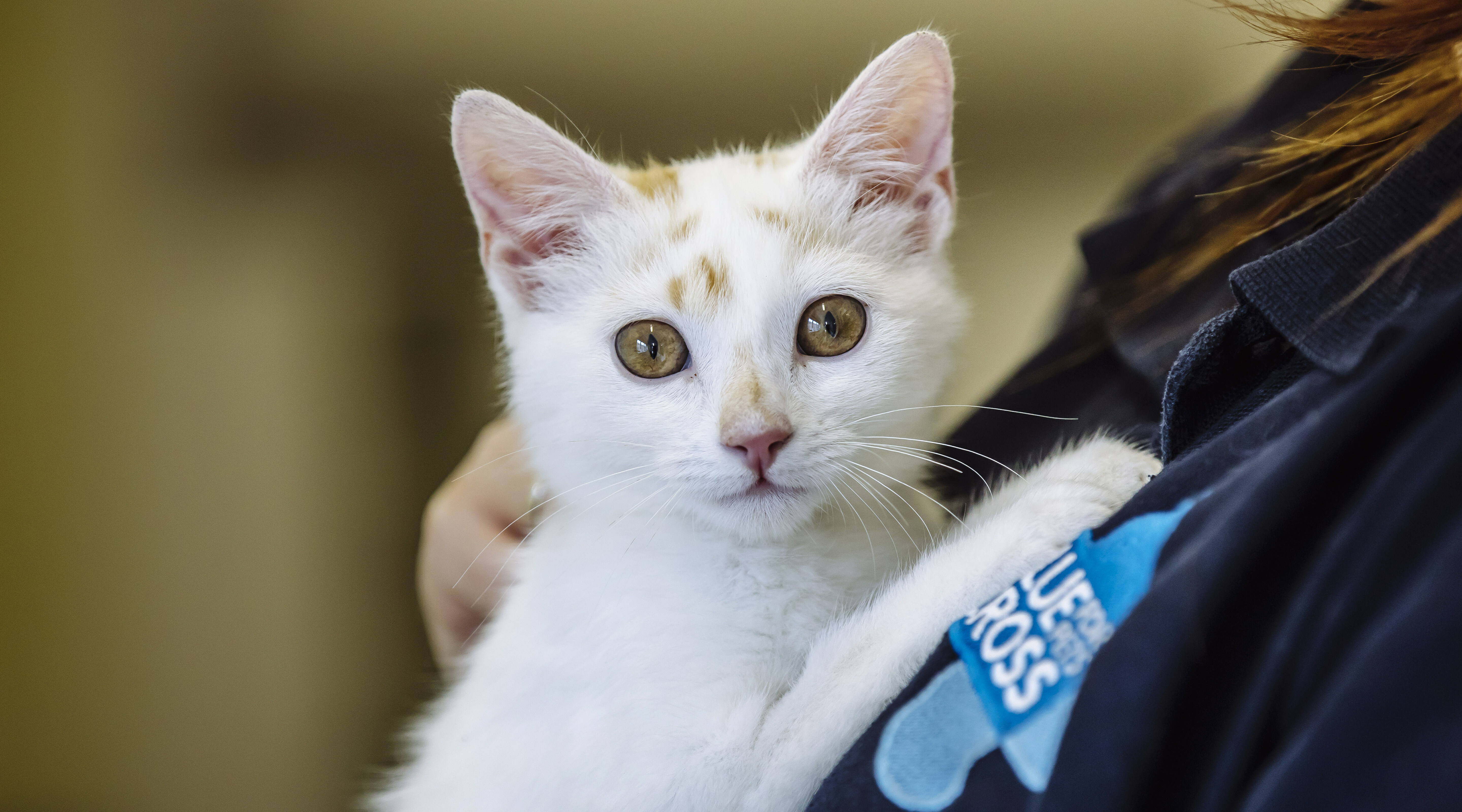 A white kitten with ginger flecks on her face is cuddled by a Blue Cross employee. The Blue Cross logo can be seen on the employee's uniform.