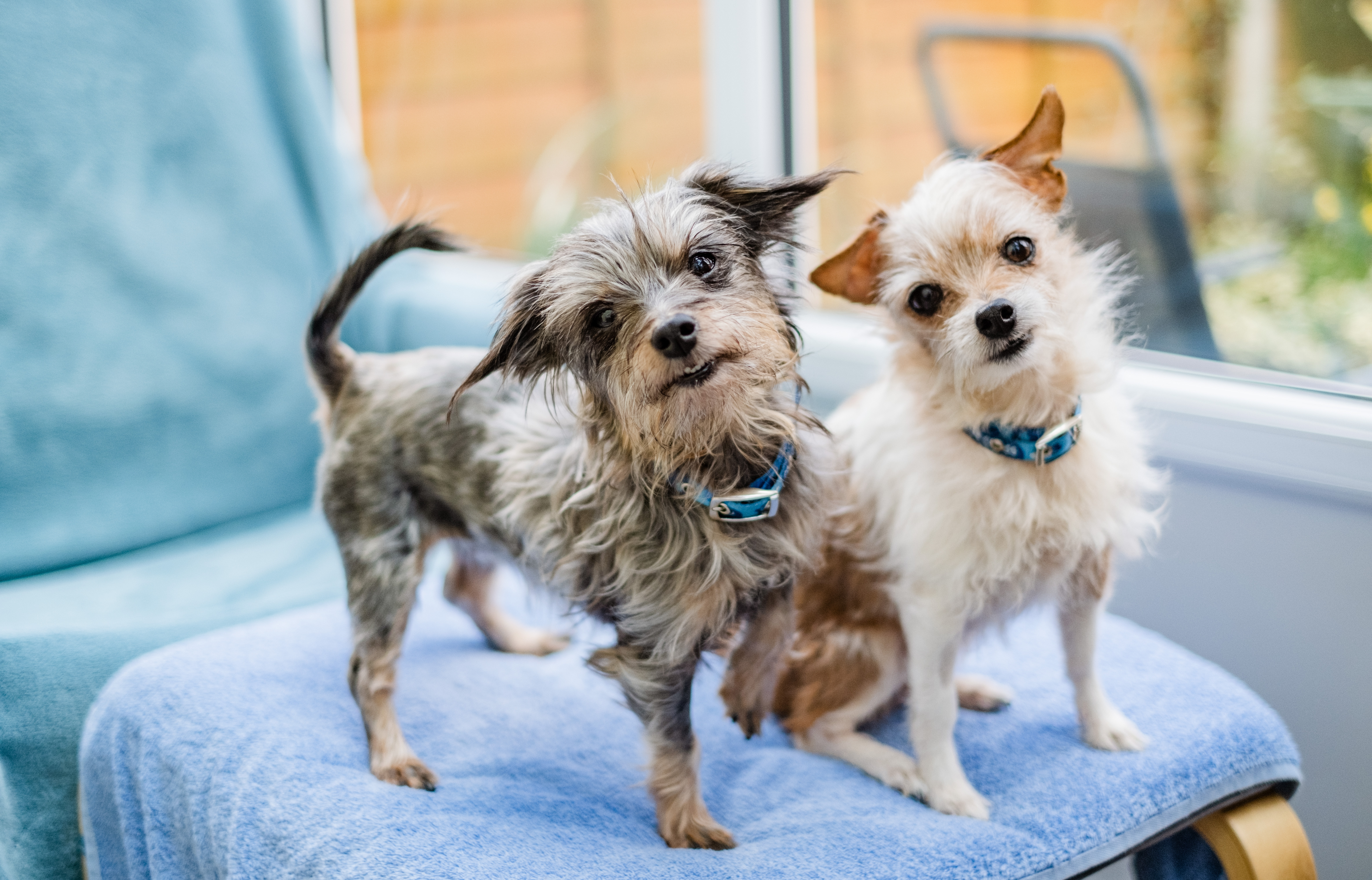 Dogs Moana, a Yorkshire terrier and dachshund cross, and Tinkerbell, a jack russell and Chihuahua cross, stand next to each other on the footstool of a chair. They both look directly towards the camera,
