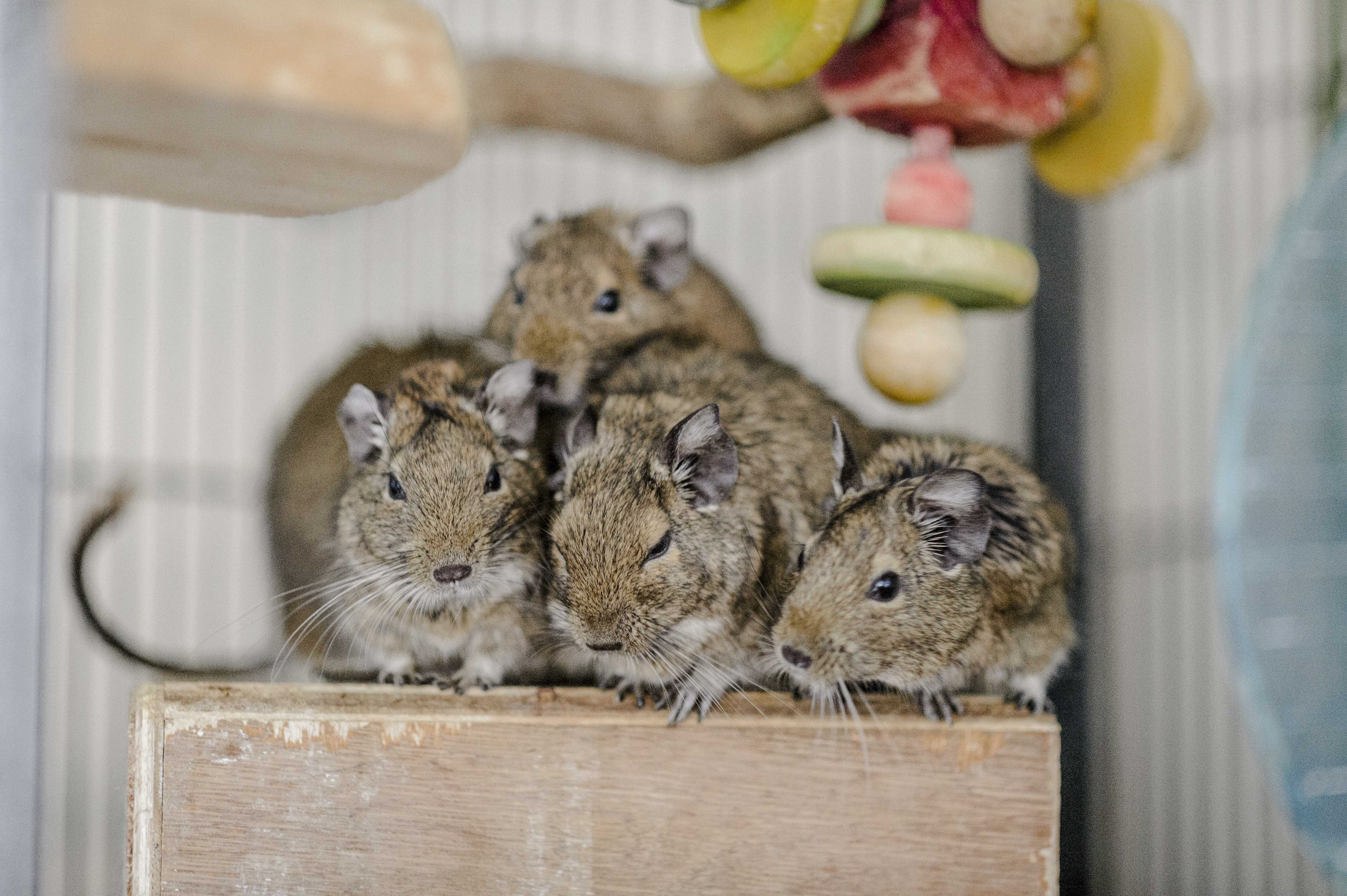 Four degus huddle together on a wooden box in their accommodation.