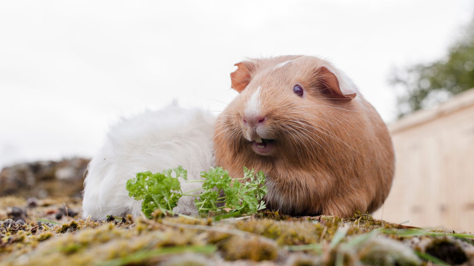 A white and brown guinea pig eating side by side.