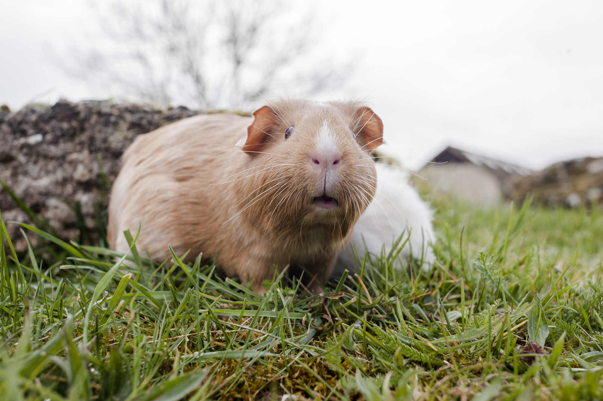 A ginger guinea pig explores the grass outdoors.