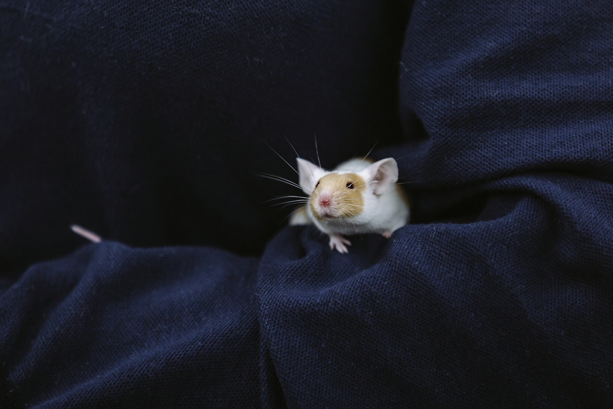 A white and ginger mouse sits on the arm of a Blue Cross member.