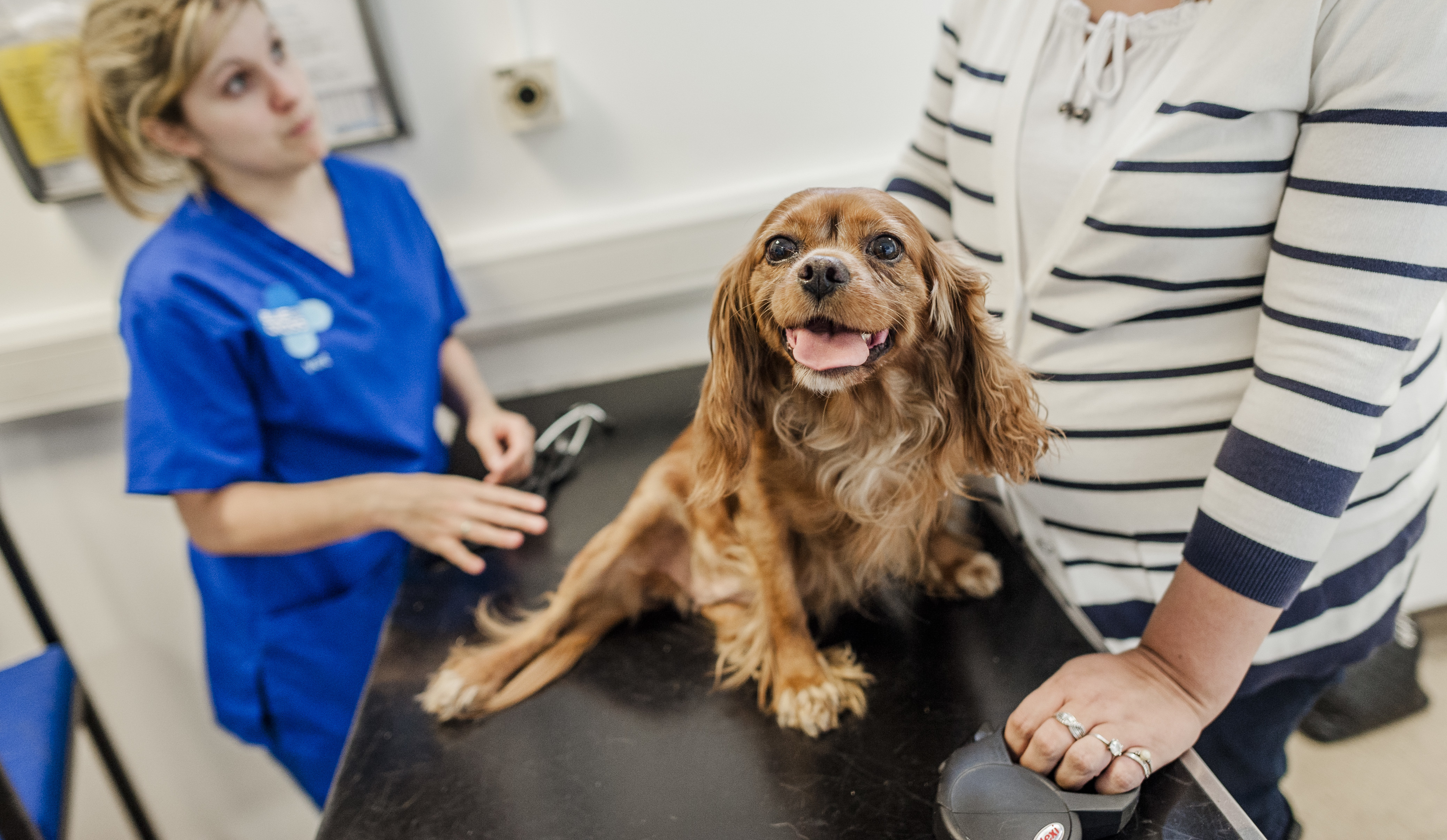 A red Cavalier King Charles spaniel on an examination table