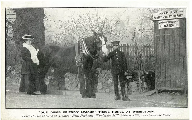 Black and white photo of a horse with a man and a woman