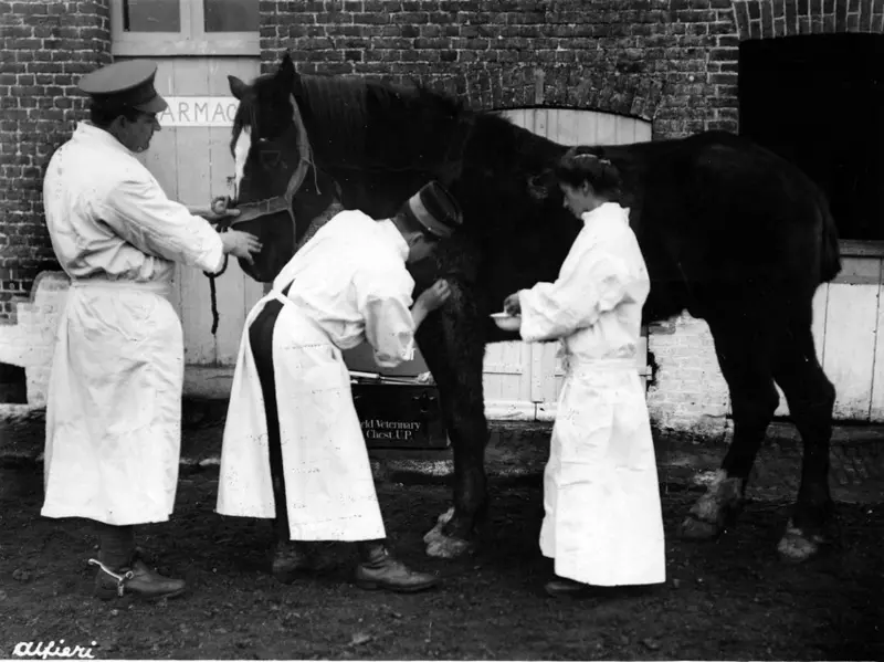 Black and white image of a horse being treated by three veterinary professionals