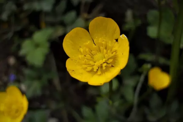 Yellow flowered plant