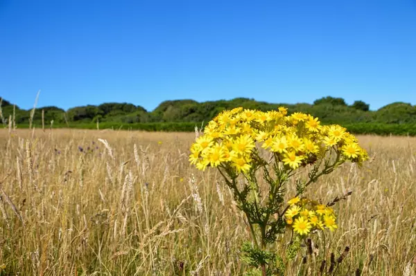 Yellow flowered plant in a field with blue skies