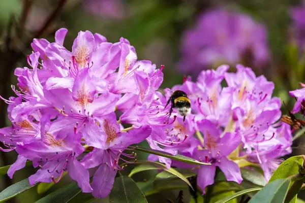A bee investigating a purple flowered shrub