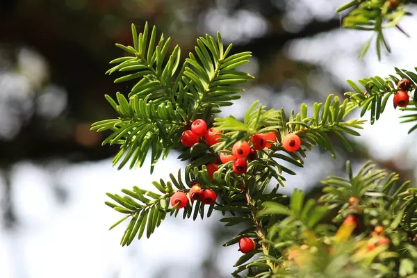 Green yew tree branches with red berries