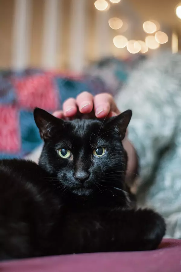 Owner strokes black cat Moose's head