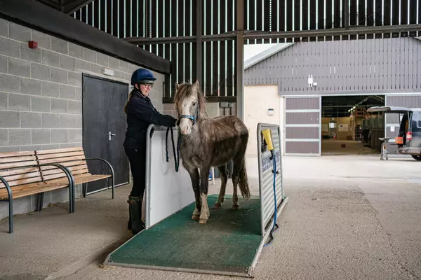 A grey pony is weighed on a weigh bridge by a member of Blue Cross.