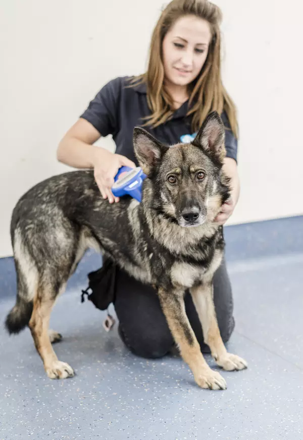 Animal Welfare Assistant Theresa scans a GSD for a microchip