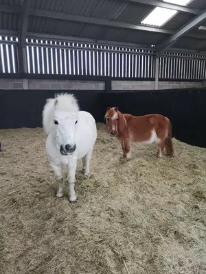 Ponies in a barn
