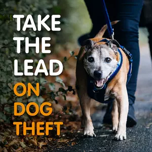 Take the lead on dog theft
