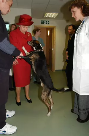 A dog jumps up a Queen Elizabeth II