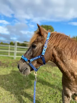 Strawberry roan pony Barley is pictured in a grassy paddock wearing a Blue Cross headcollar
