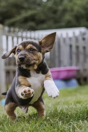 A black and tan beagle puppy leaps into the air from a grassy garden