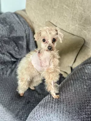 Three-legged toy poodle Llammy is pictured with shaved fur across her body where her amputation scar is healing
