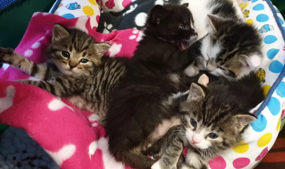 The kittens have to be bottle-fed every two hours