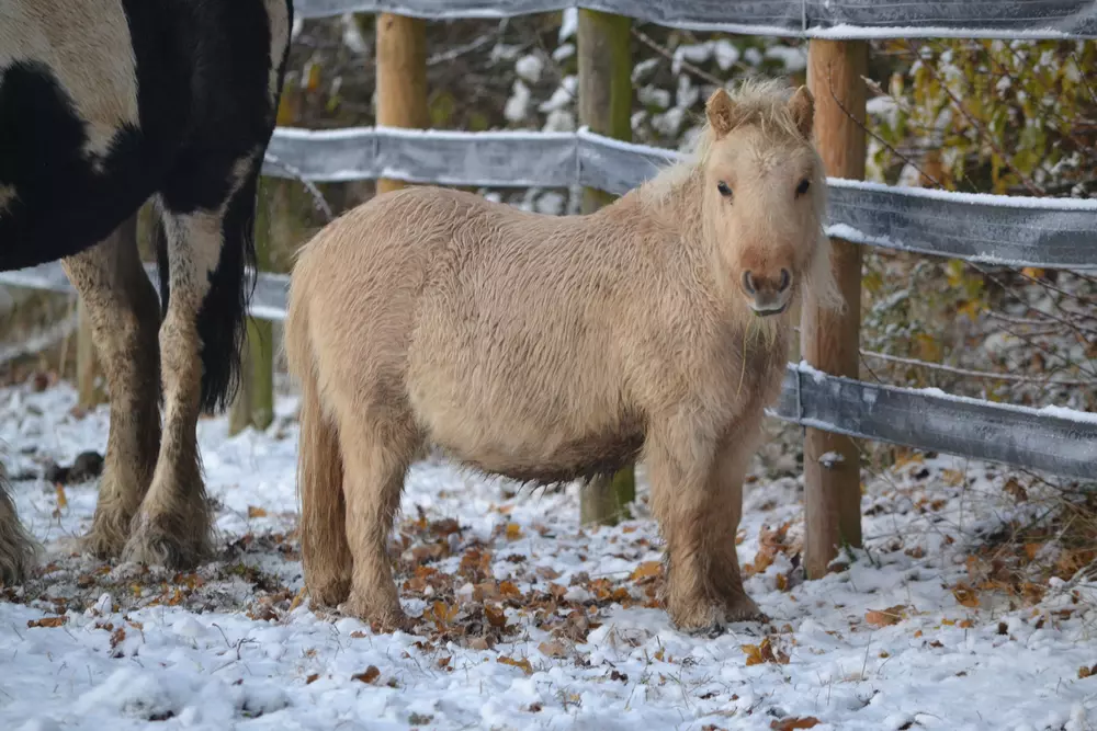 Fluffy golden palomino Shetland pony Megan stands in the snow 