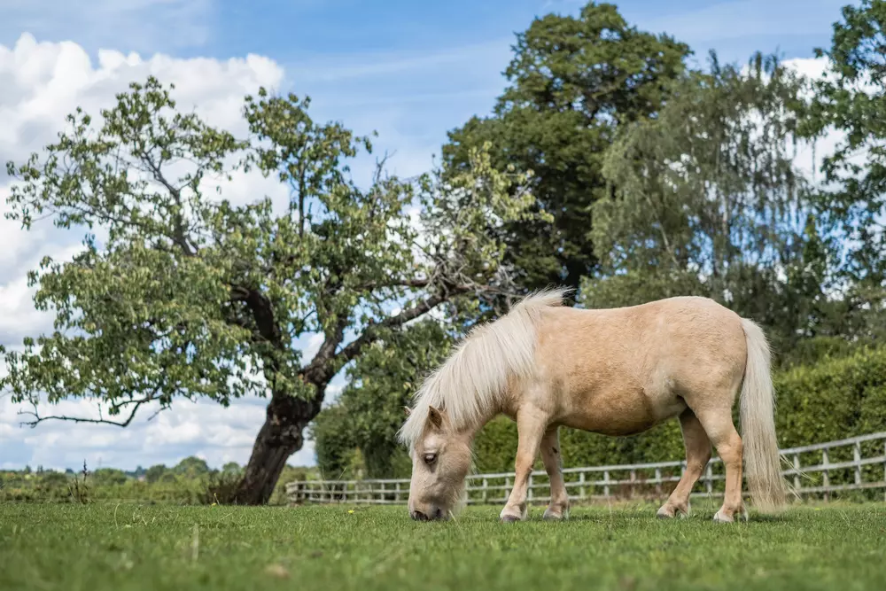A small palomino Shetland pony with golden coat and cream mane and tail is grazing in a lush green field surrounded by trees