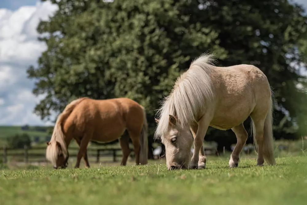 A golden palomino pony grazes next to a chestnut Shetland pony in a field full of green grass