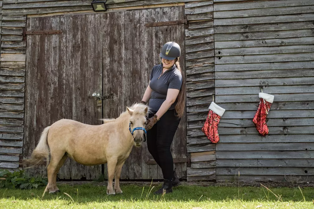 Golden-coloured Shetland pony Megan stands in front of a wooden shed festooned with red sequinned Christmas stockings