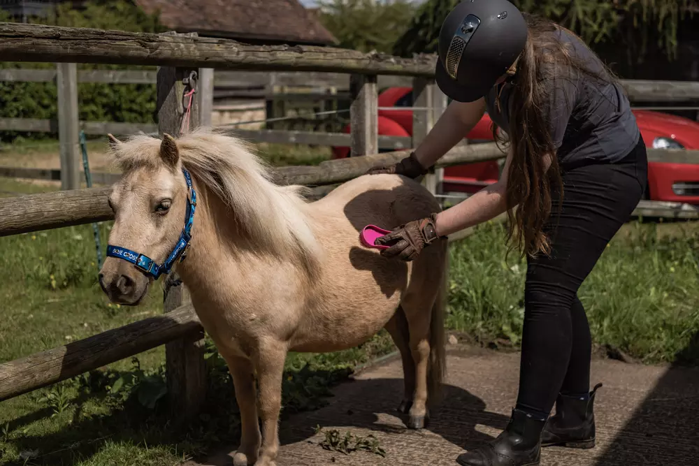 Tiny golden pony Megan is groomed by her rehomer