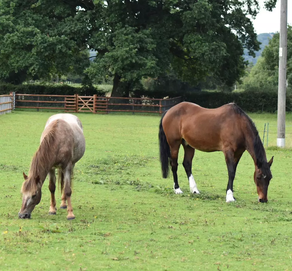Strawberry roan pony Barley grazes in a field next to bay horse Buzz
