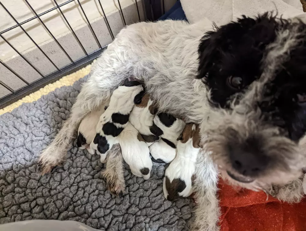 Six tiny newborn puppies feed from their mum, a black and white terrier dog called Rosie