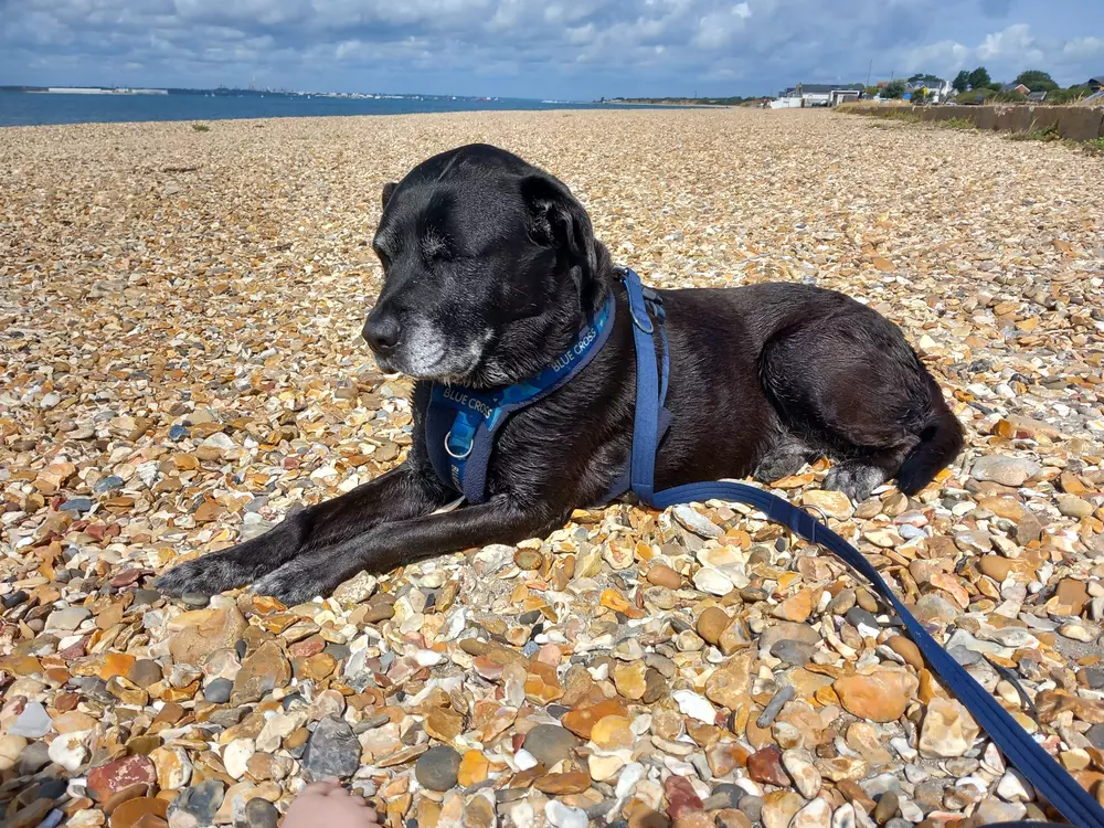 A black and white labrador cross dog relaxes on a golden pebbly beach under a blue sky
