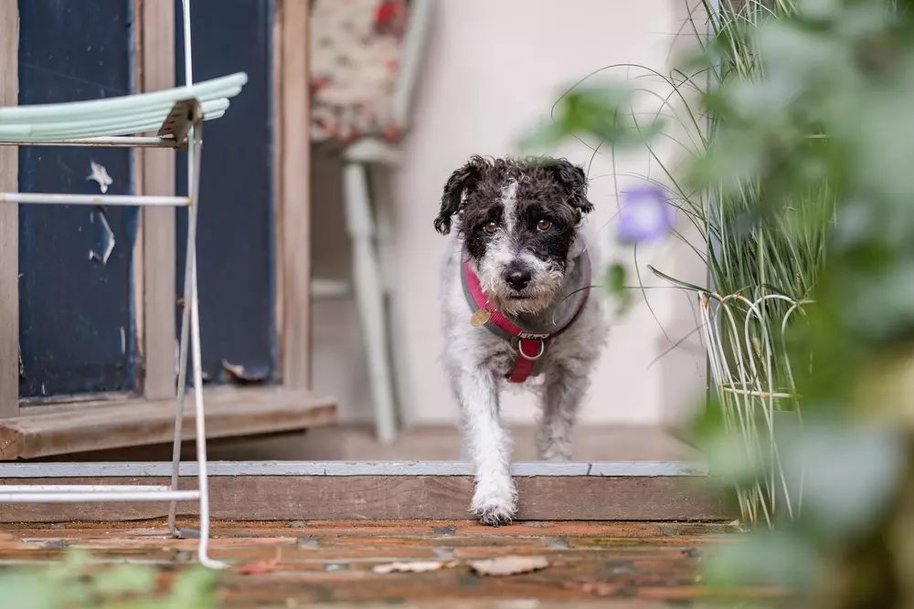 Black and white terrier Rosie steps over the threshold of a garden summerhouse surrounded by greenery
