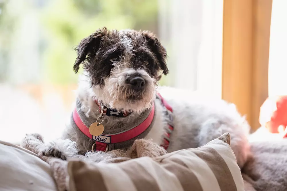 Black and white terrier Rosie sits by the window on the back of a sofa with brown and cream striped cushions