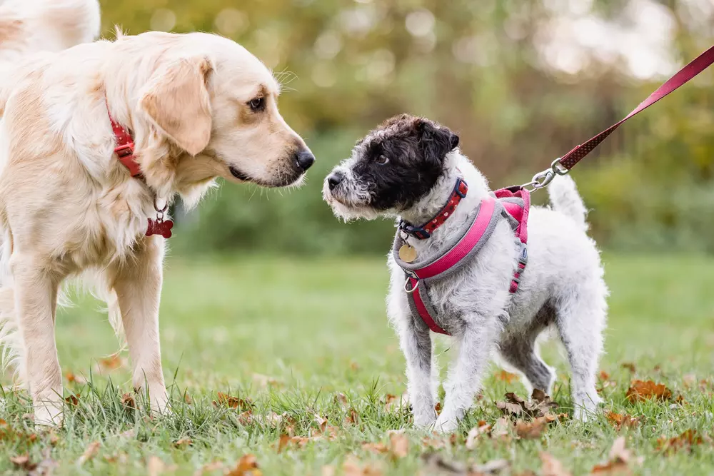 Black and white terrier Rosie greets a golden retriever dog while out walking in the park