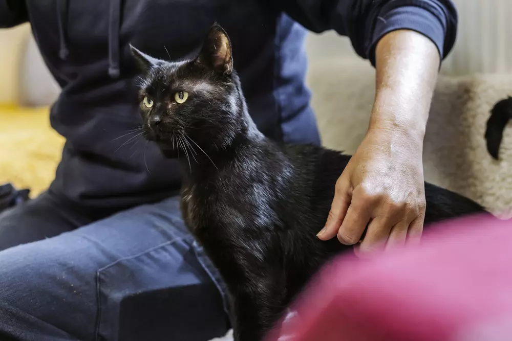Black cat Bobby looks alert as he sits by a Blue Cross team member