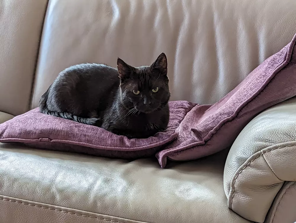 Black cat Bobby relaxes on a cream leather sofa 