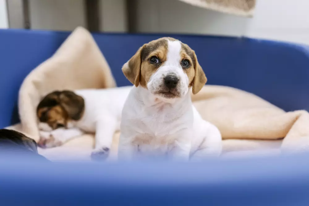 Two white and tan puppies relax in a large blue dog bed