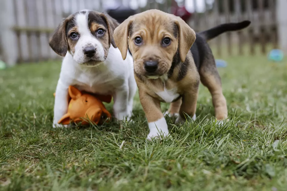A white and tan beagle puppy stands beside a tan and black puppy in a garden