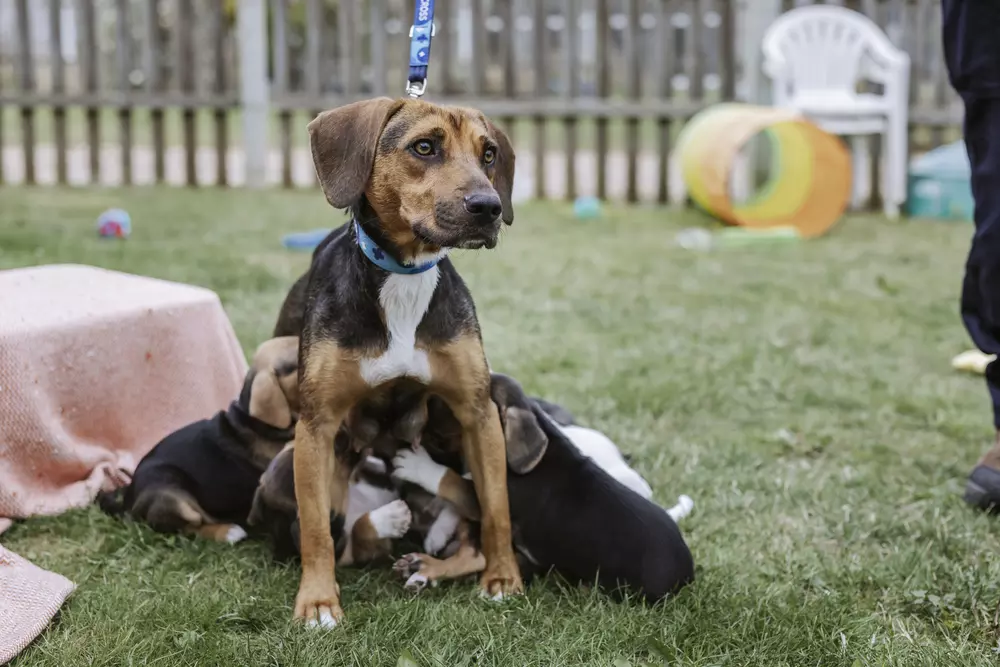 Black and tan beagle Gloria stands patiently as her puppies feed from her
