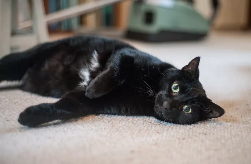 Black cat Moose lies on his side on beige carpet
