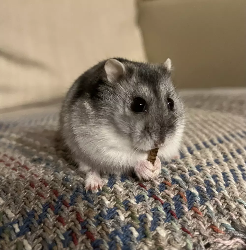 Grey hamster Roxy having a snack while sitting on chequered sofa