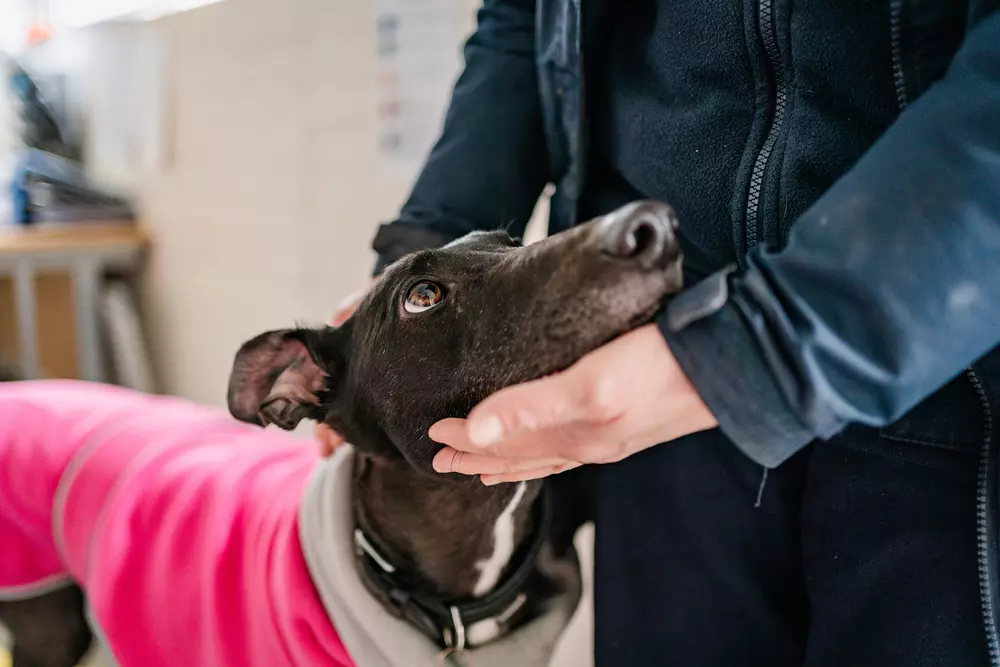 Black greyhound Martha wearing a pink jumper with chin resting in the hand of Blue Cross team member