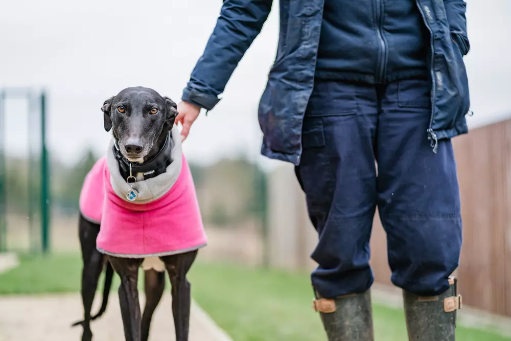 Black greyhound Martha wearing a pink jumper stood outside next to Blue Cross team member in grassy paddock