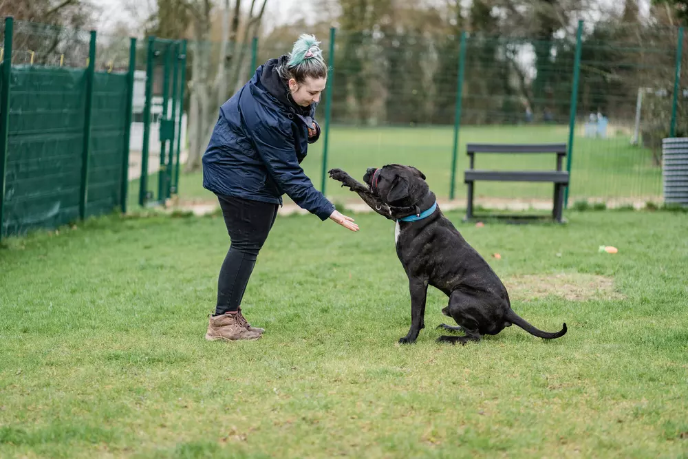Black cane corso Rupert learning how to give paw to a Blue Cross staff member in the Hertfordshire centre paddock