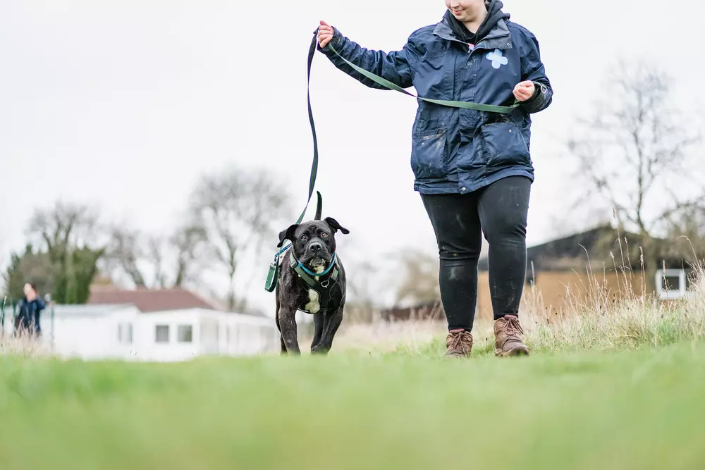 Black cane corso dog Rupert being walked on a long lead by Blue Cross team member