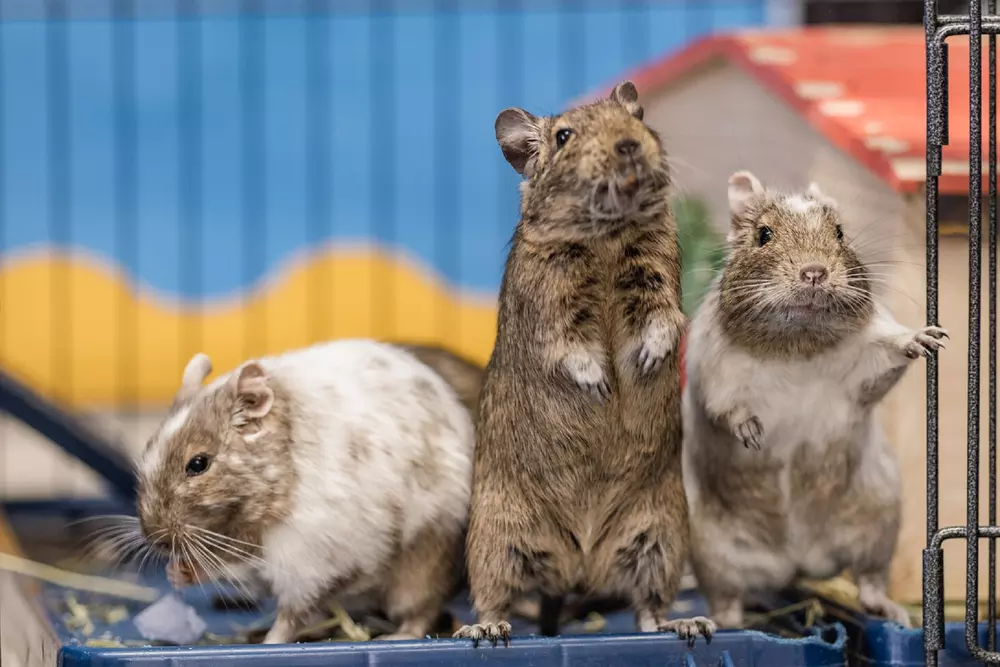 Three degus stand side by side in the open entrance of their cage