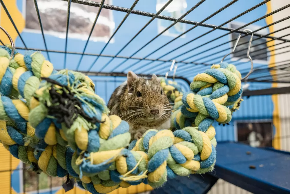 A brown degu relaxes in a yellow, blue and green rope hammock