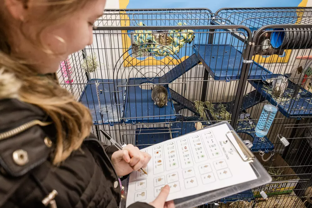 A blond haired student with a clipboard carries out a visual health check on a group of degus in a cage